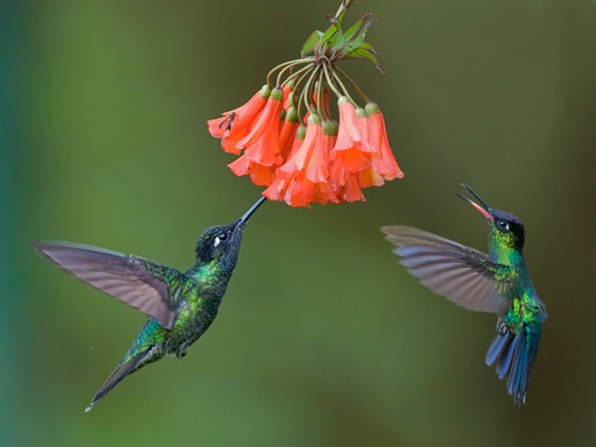 Vargas-Hummingbirds-660x495.jpg